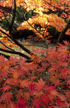 Autumn colour, Batsford Arboretum-4