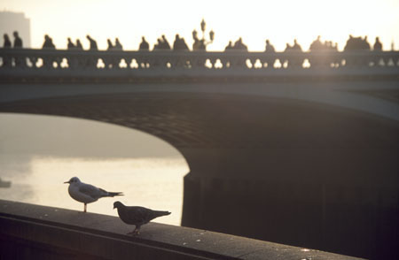 Bird_bridge