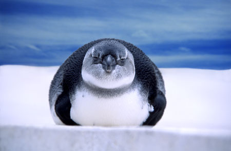 PenguinFR